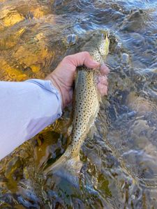 Wading for some Brown  Trout in Pennsylvania